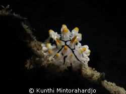 Face to face with Elegant Phyllidia by Kunthi Mintorahardjo 